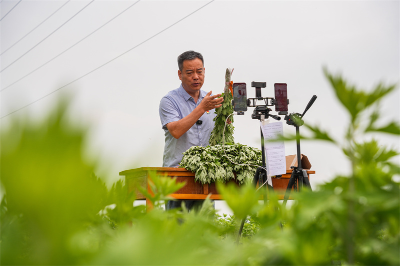 2025年5月23日，在山东省乐陵市花园镇关王堂村艾草种植基地，当地网红“村支书”田间现场直播助农销售艾草。