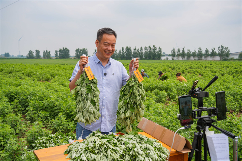 2025年5月23日，在山东省乐陵市花园镇关王堂村艾草种植基地，当地网红“村支书”田间现场直播助农销售艾草。