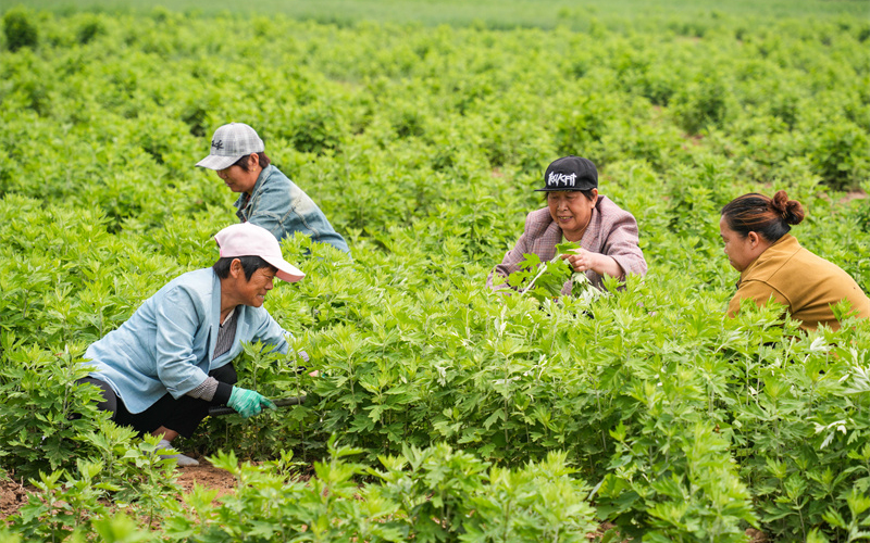 山东乐陵：艾草飘香销售忙