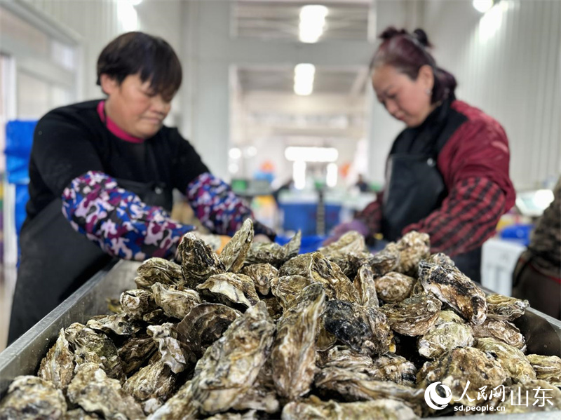 车间工人正在分拣牡蛎。人民网 乔姝摄