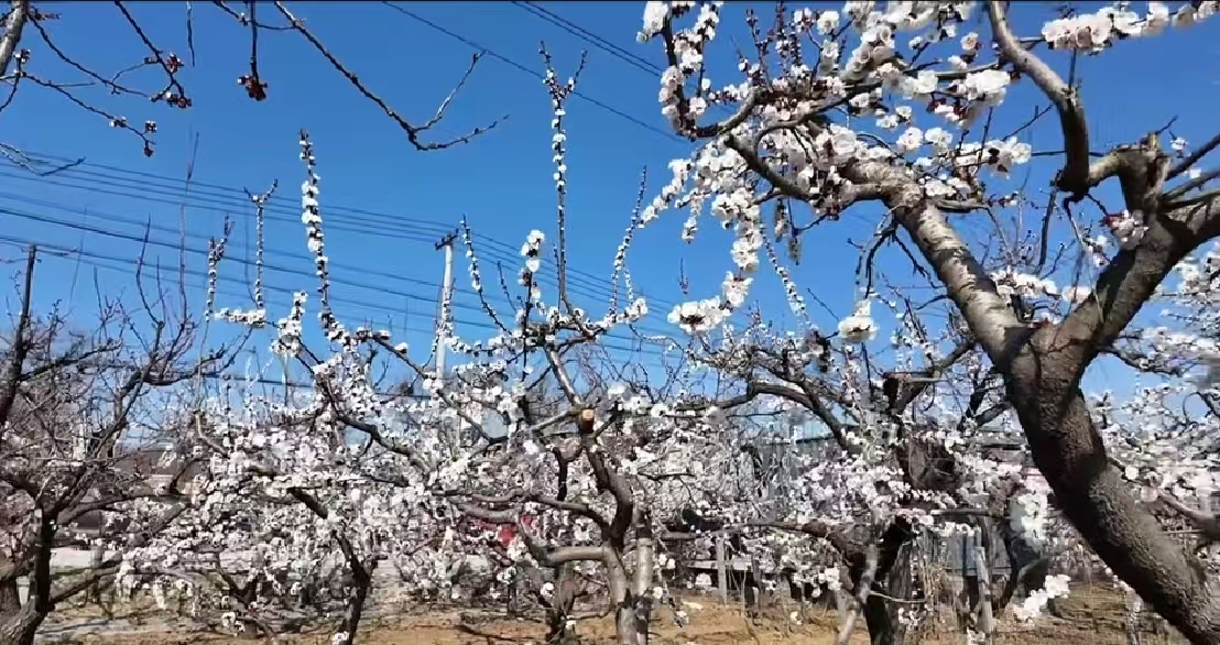 该行支持的水杏种植基地