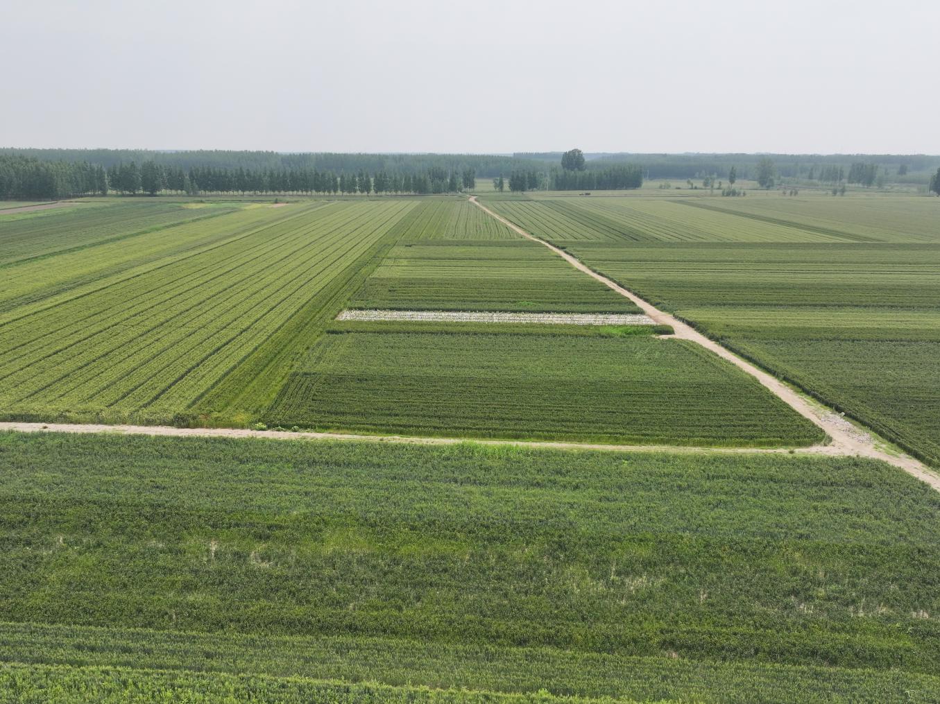 DJI_20250522070952_0928_D