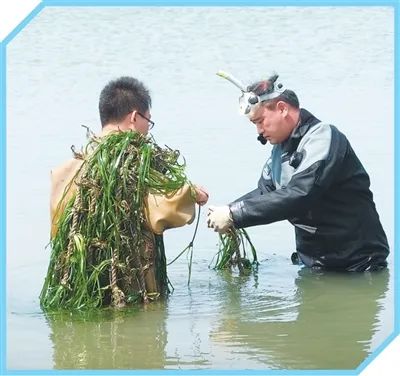 張沛東（右）與榮成鰻草科技小院成員在海中取樣。受訪者供圖