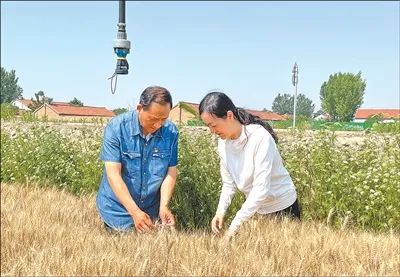 蘇婷（右）與村支書魏銳祚了解夏收情況。魏美新攝