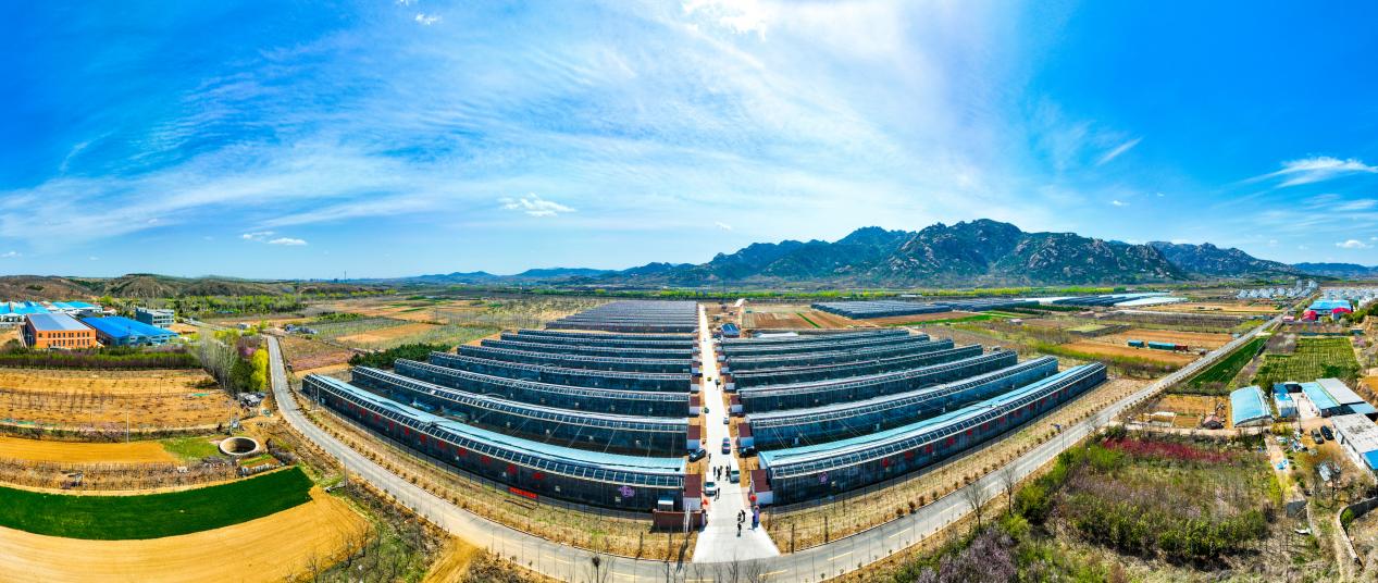 五莲县果树大本营基地。张有平摄