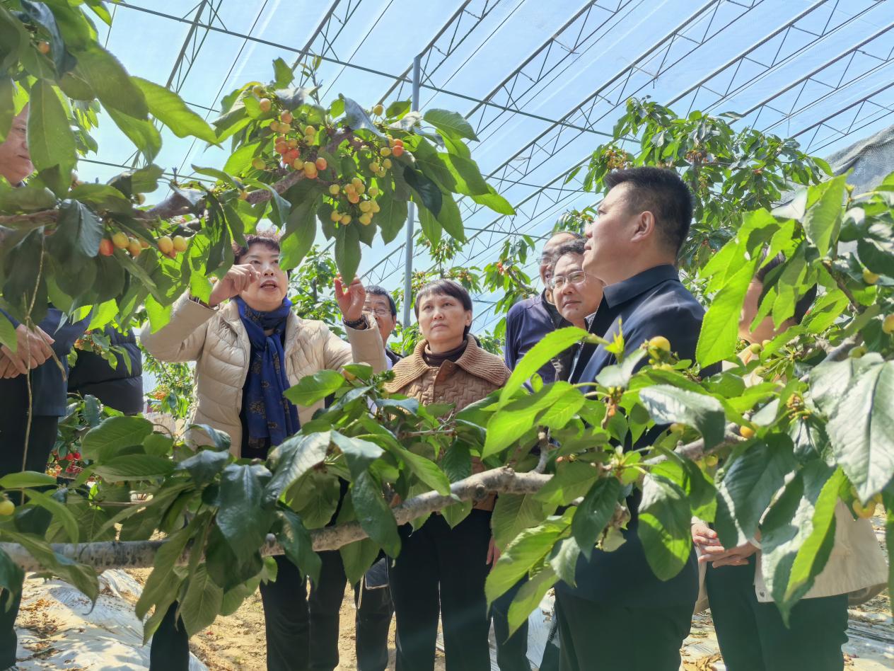 樱桃生产管理专家到果树大本营基地现场指导。五莲县委宣传部供图