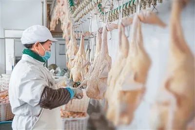 春冠食品公司的工人正在取鵝肝。