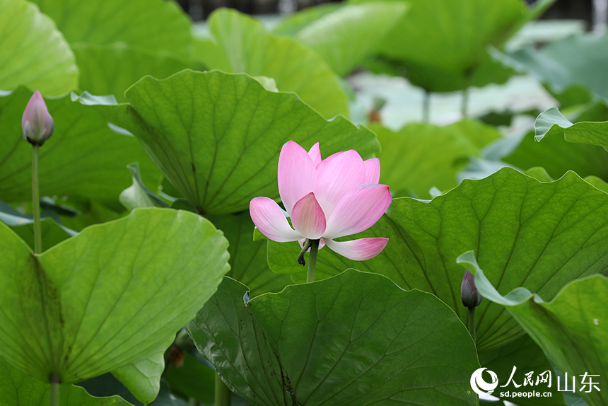 大明湖荷花灼灼盛开，似红妆点点。人民网记者 刘祺摄