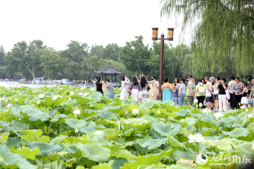 大明湖景区数百亩荷花竞相开放，吸引众多游客和摄影爱好者前来观赏打卡。人民网记者 刘祺摄