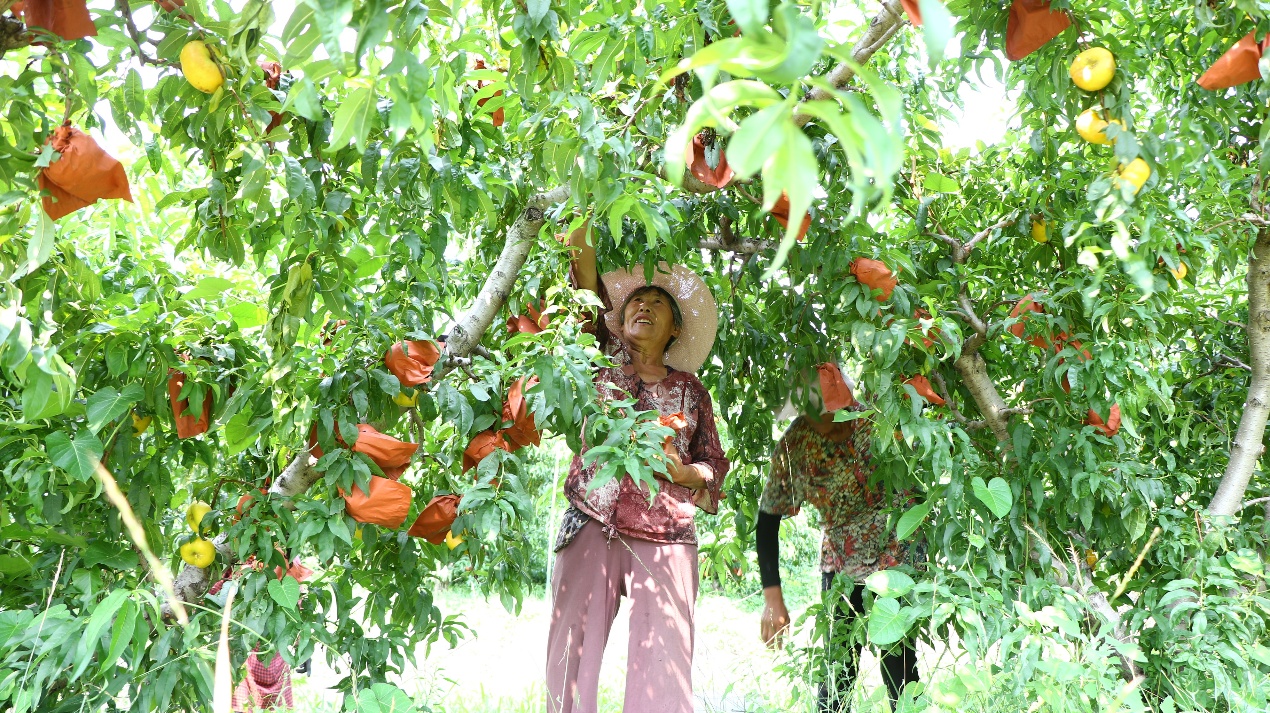 在山東沂南的蜜桃種植基地中，當地村民正在採摘成熟的桃子。沂南縣委宣傳部供圖。