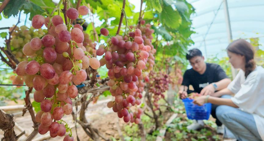 7月2日，山東省鄒平市孫鎮返鄉大學生在潘劉村冠群瓜果種植專業合作社為果農採摘葡萄。