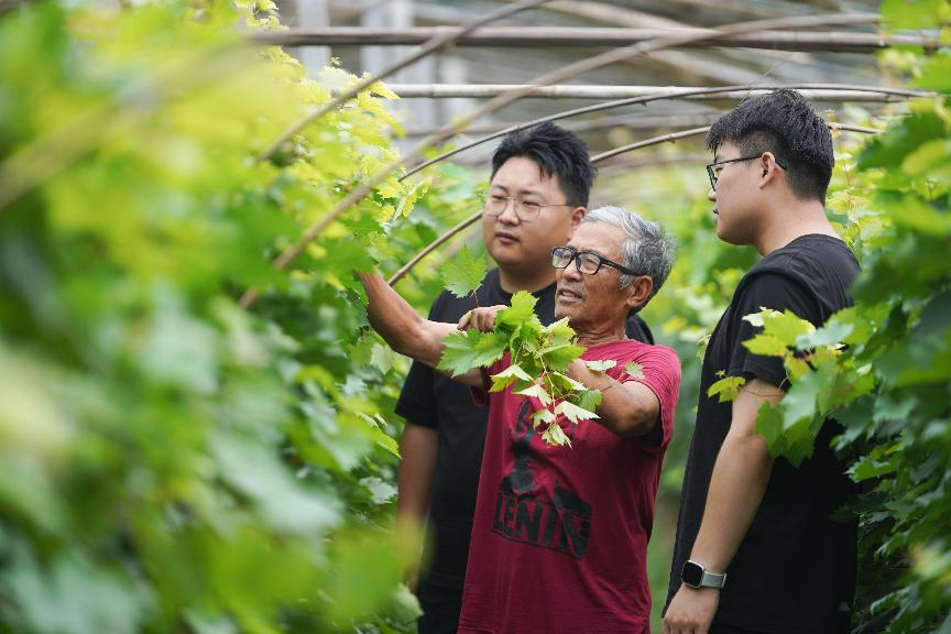 7月2日，山東省鄒平市孫鎮返鄉大學生在有裡責任區李大姐生態種植園內為農民採摘小西紅柿。