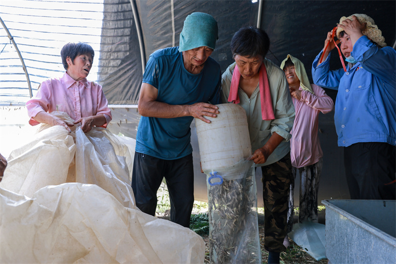 山东聊城：蚂蚱养殖助增收