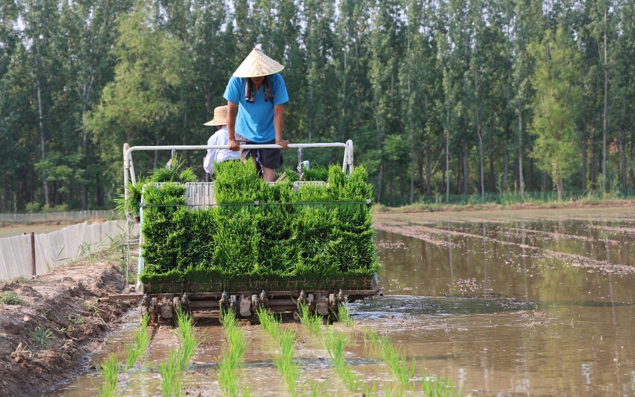 从“白花花”到“绿油油” 盐碱荒滩变良田