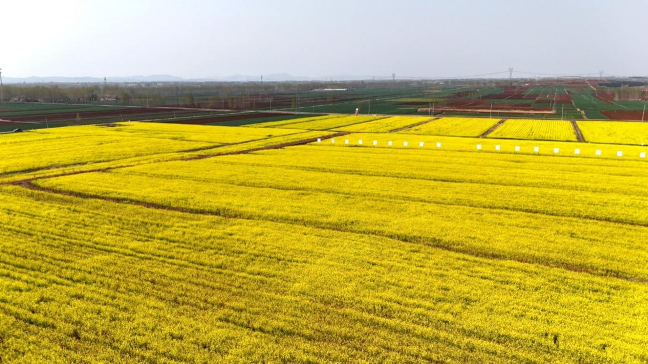 油菜花海成为烟区新的经济增长点