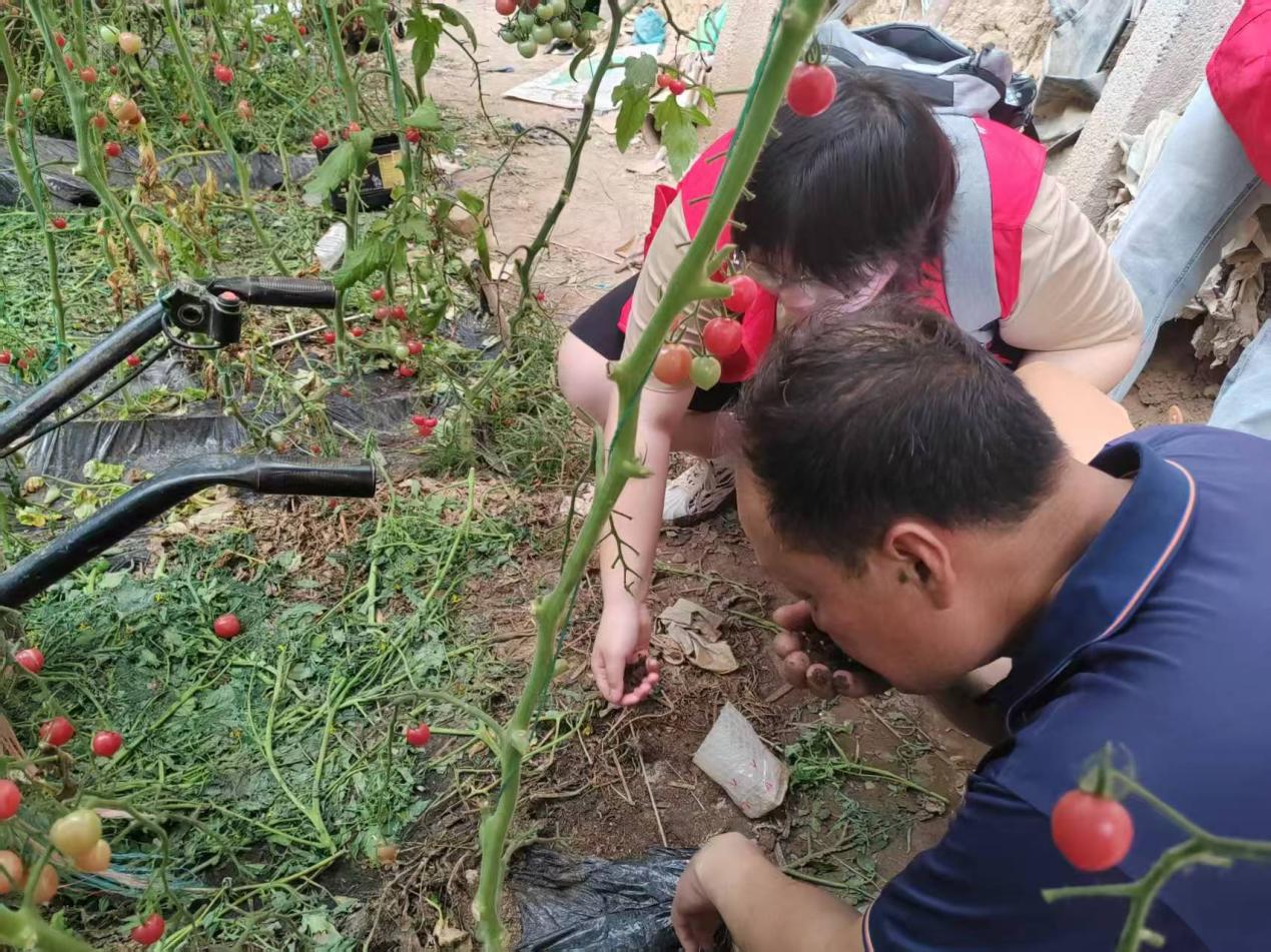團隊成員觀察大棚土壤的具體情況