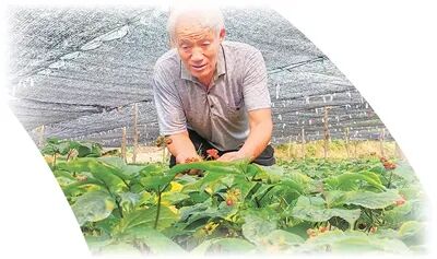 王文水採摘參種。郭彥成攝