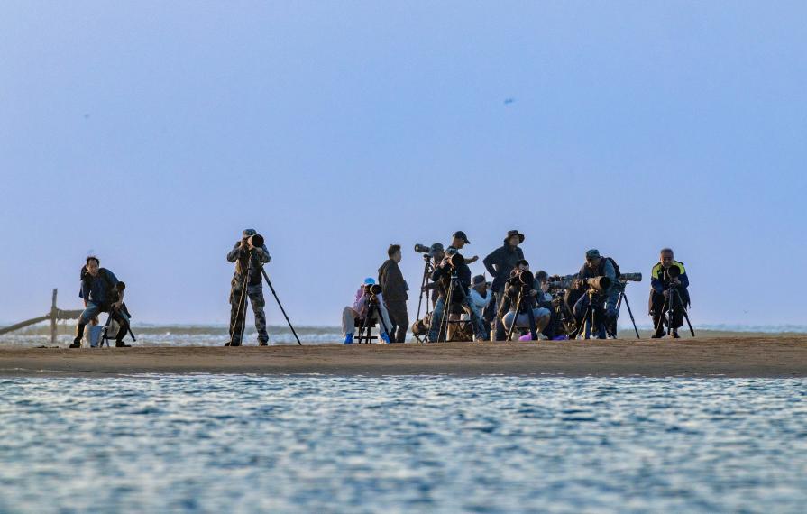 攝影師們齊聚岸邊,抓拍低空盤旋的燕鷗。臧紹喜 攝