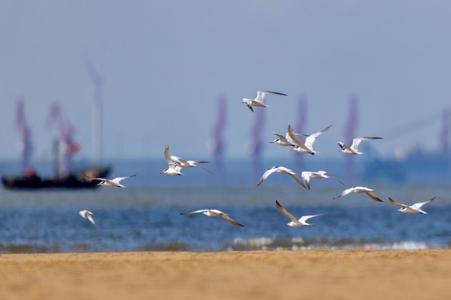 中華鳳頭燕鷗低空盤旋,蹁躚身姿驚艷灘涂。臧紹喜 攝