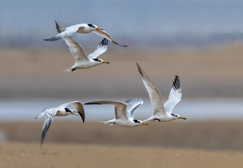 鏡頭下的鳥兒在天空中自由翱翔,展現出千姿百態的身姿。臧紹喜 攝