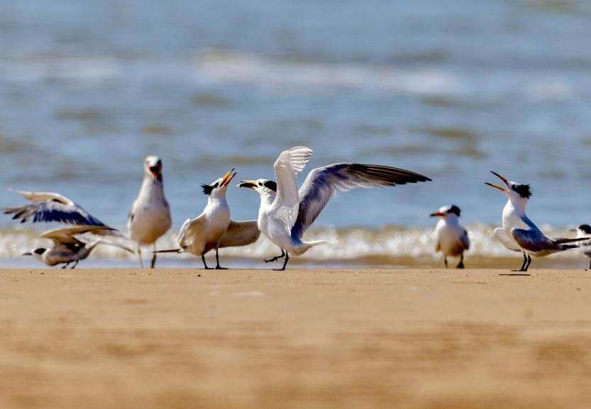 待到潮汐漸退,中華鳳頭燕鷗會落到淺水區進行覓食。臧紹喜 攝