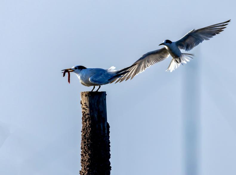藍天為幕,木樁作台,中華鳳頭燕鷗銜紅虫靜立,另一隻振翅而來,演繹自然靈動瞬間。臧紹喜 攝