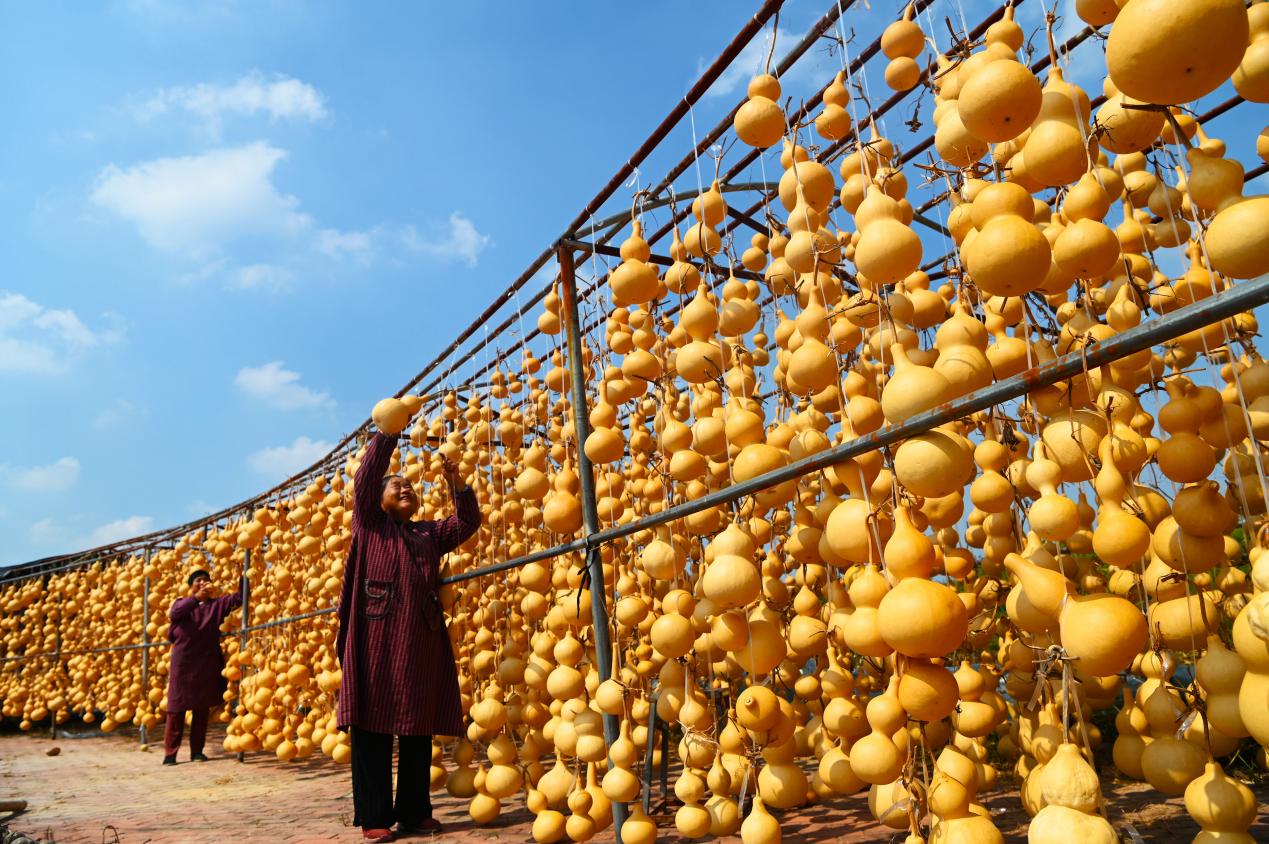 葫芦种植户正在晾晒葫芦。张振祥摄