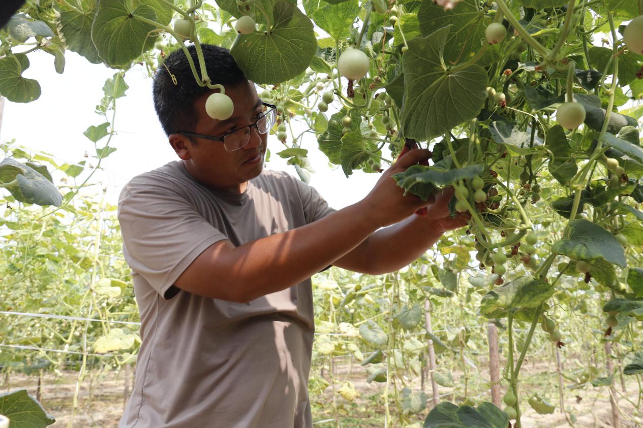 返乡创业大学生郝洪乐在管理自家葫芦田。堂邑镇党建工作办公室供图