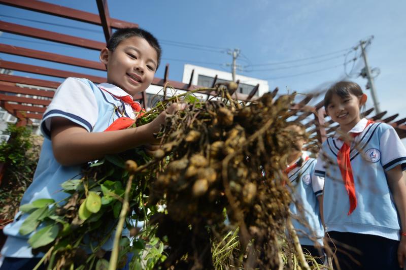 2025年9月16日,在山東省青島市市北區鞍山二路小學的種植園裡,學生們收獲花生,體驗豐收的喜悅。