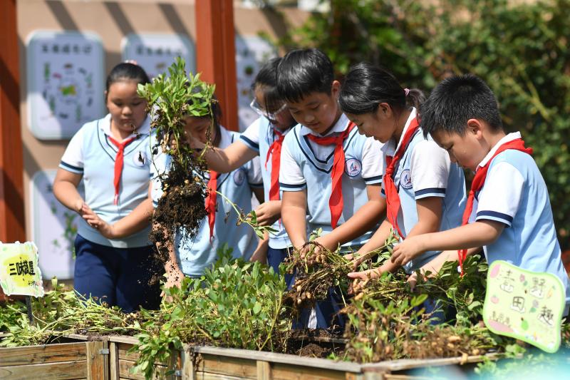2025年9月16日,在山東省青島市市北區鞍山二路小學的種植園裡,學生們在收獲花生,體驗農事勞作。