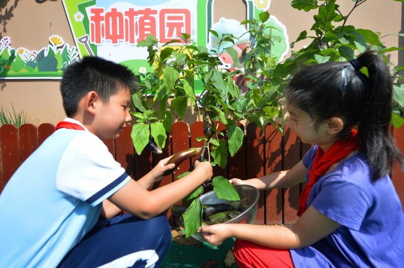 2025年9月16日,在山東省青島市市北區鞍山二路小學的種植園裡,兩名學生在採摘茄子。