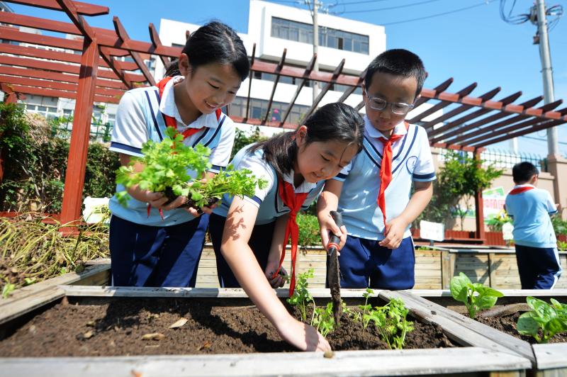 2025年9月16日,在山東省青島市市北區鞍山二路小學的種植園裡,三名學生在栽種芹菜苗。