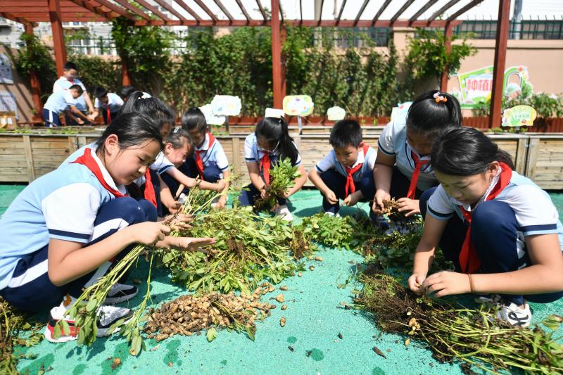 2025年9月16日,在山東省青島市市北區鞍山二路小學的種植園裡,學生們在採摘收獲的花生。