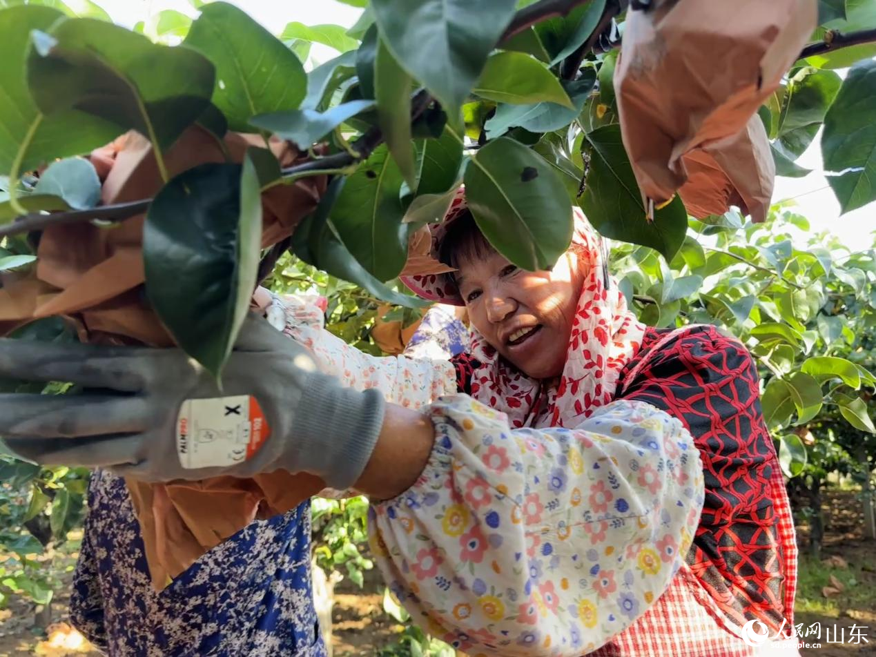金秋時節，果農在梨園採摘成熟的秋月梨。人民網 喬姝攝