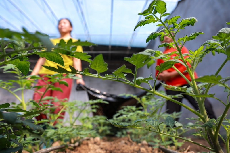 在山東省聊城市茌平區杜郎口鎮佳鄉田園生態農業綜合體的農場裡，農民在管護西紅柿秧苗。