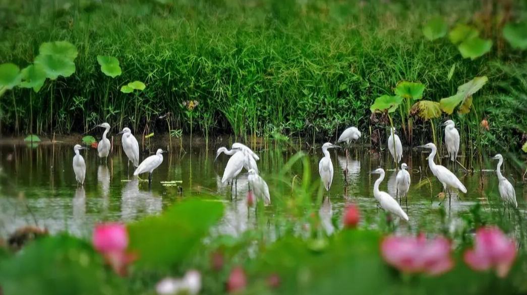 “慢”观山海后，“岱青海蓝”之约也在美丽山东的日常里