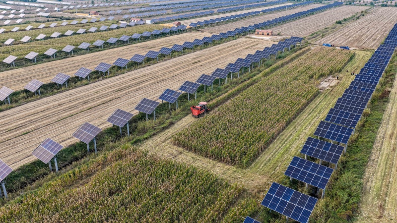 山东乐陵：农光互补 盐碱地“生金”