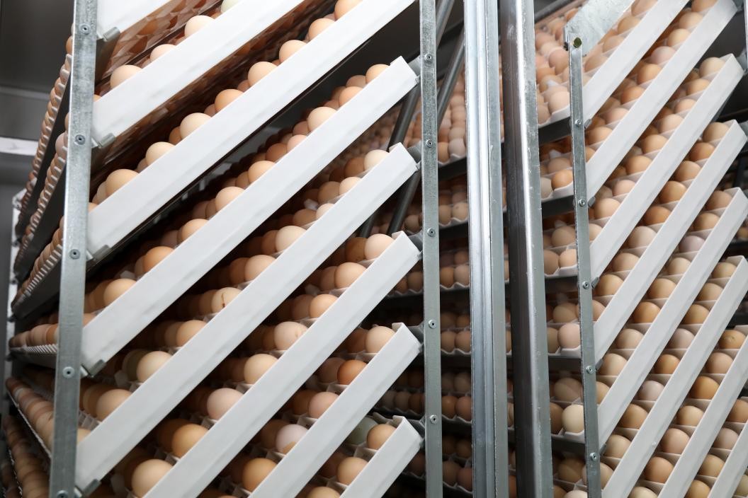 鸡蛋在孵化箱孵化