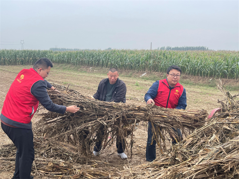 圖為幫助農戶回收秸稈，統一存放