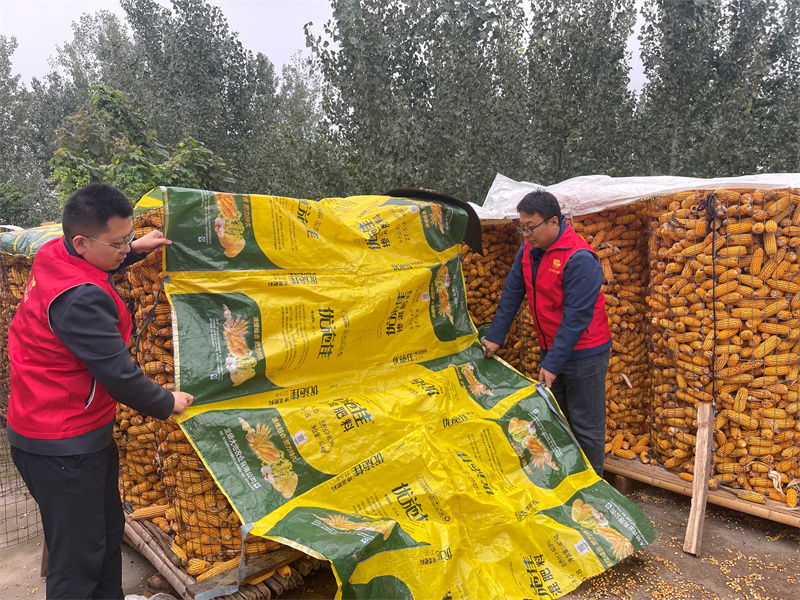 圖為將採收后的玉米碼垛存放，做好防雨措施