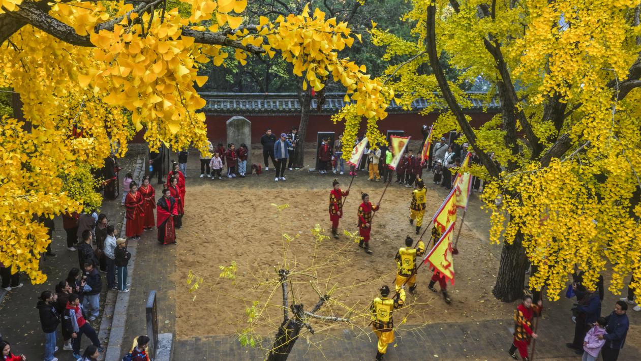 千年银杏树进入最壮美的时刻。单英 摄