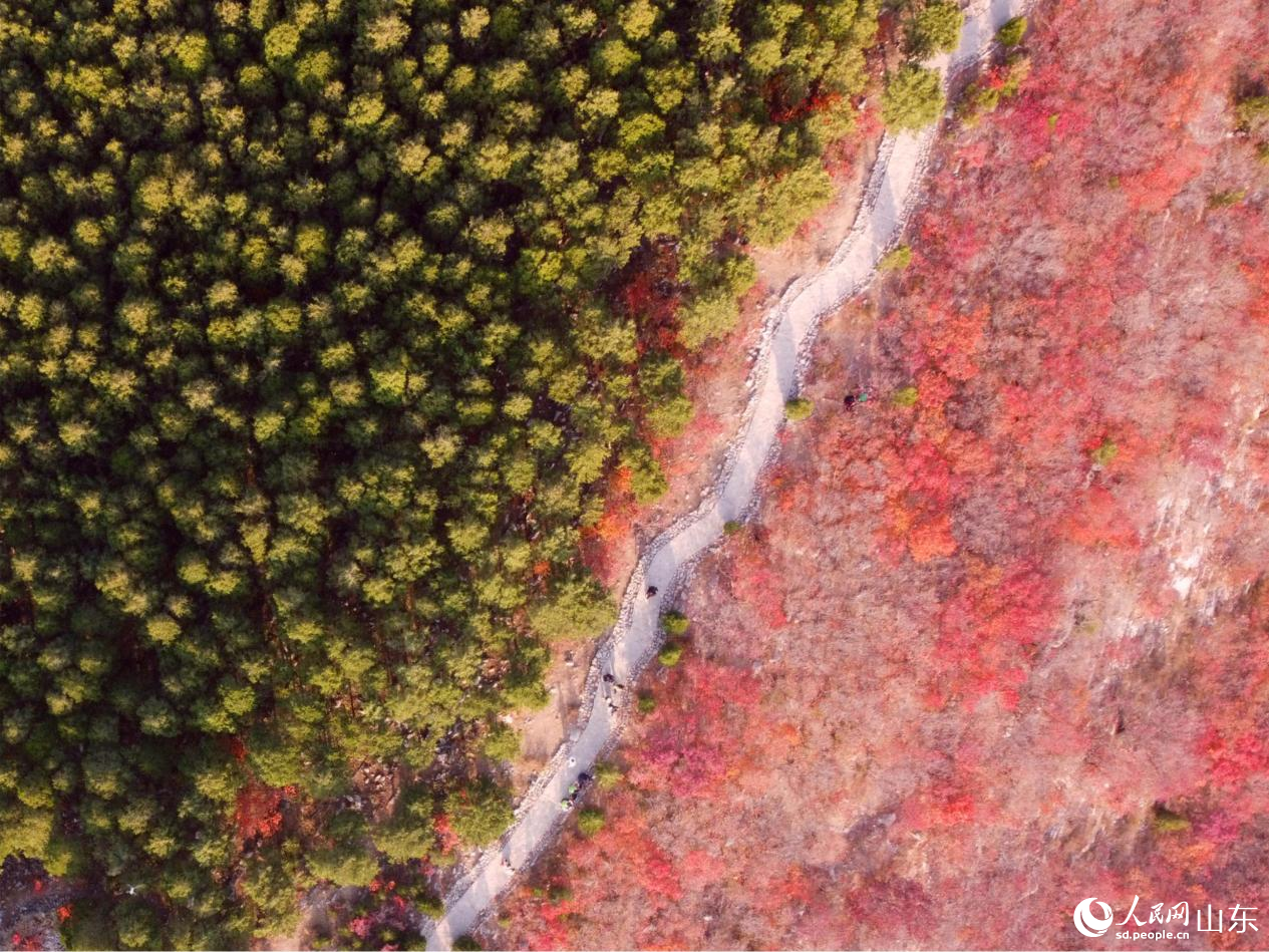 济南蝎子山山脊上的蜿蜒绿道,将秋意一分为二,勾勒出“半山翠绿半山红”的别样景致。人民网 乔姝摄