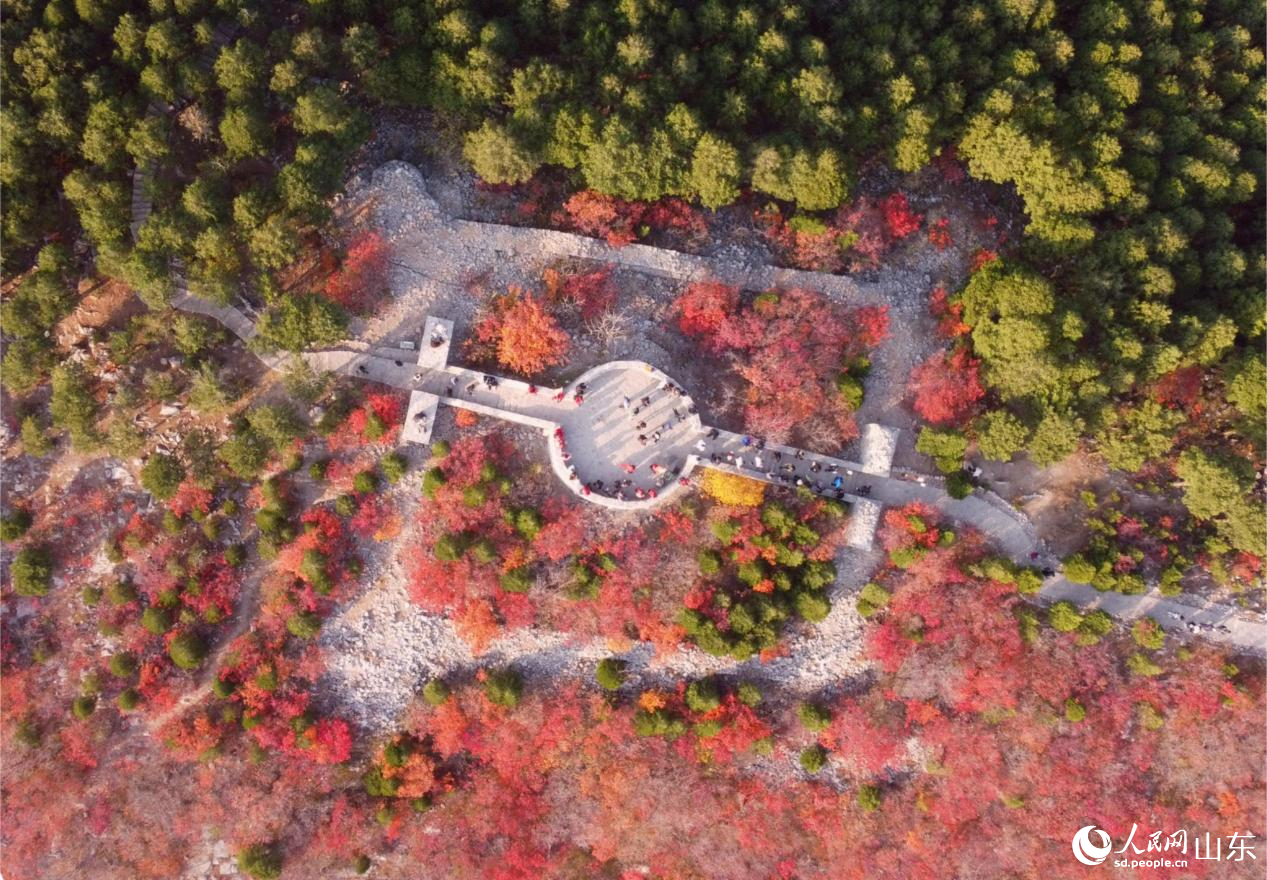 济南蝎子山山脊上的蜿蜒绿道,将秋意一分为二,勾勒出“半山翠绿半山红”的别样景致。人民网 乔姝摄
