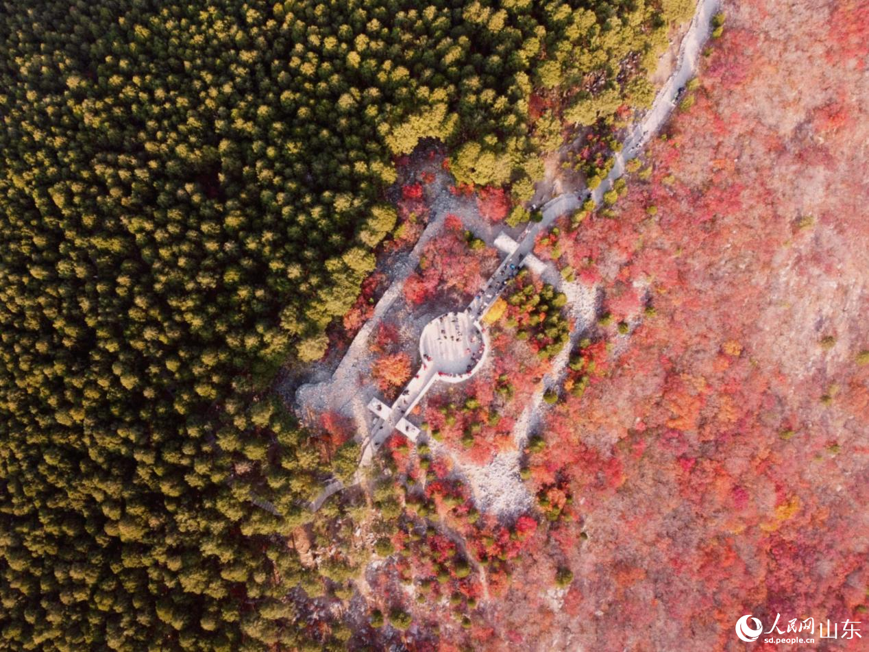 济南蝎子山山脊上的蜿蜒绿道,将秋意一分为二,勾勒出“半山翠绿半山红”的别样景致。人民网 乔姝摄