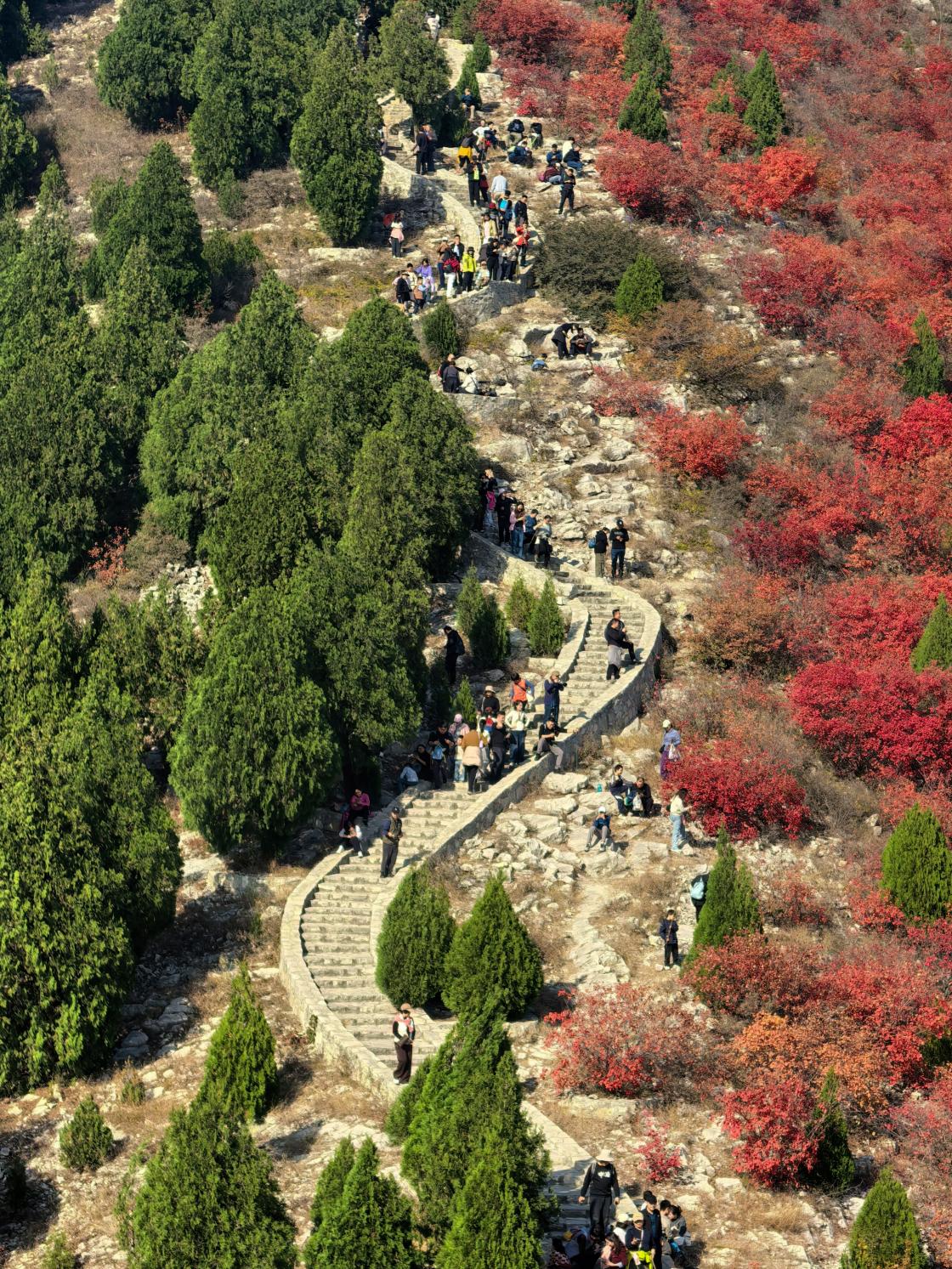 济南蝎子山山脊上的蜿蜒绿道,将秋意一分为二,勾勒出“半山翠绿半山红”的别样景致。子龙摄