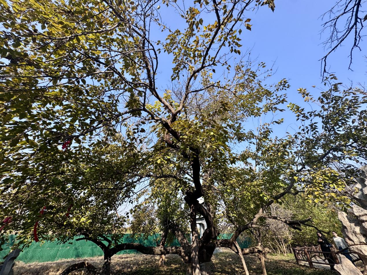 行进中国丨古河道里的绿色奇迹