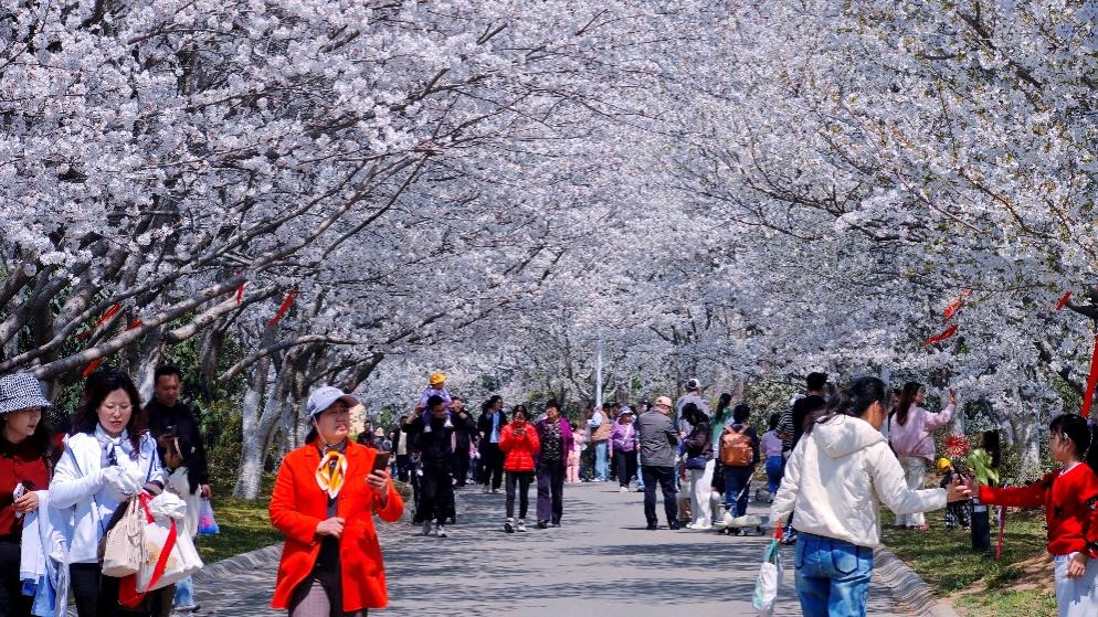 仿佛踏入梦幻世界的樱花节