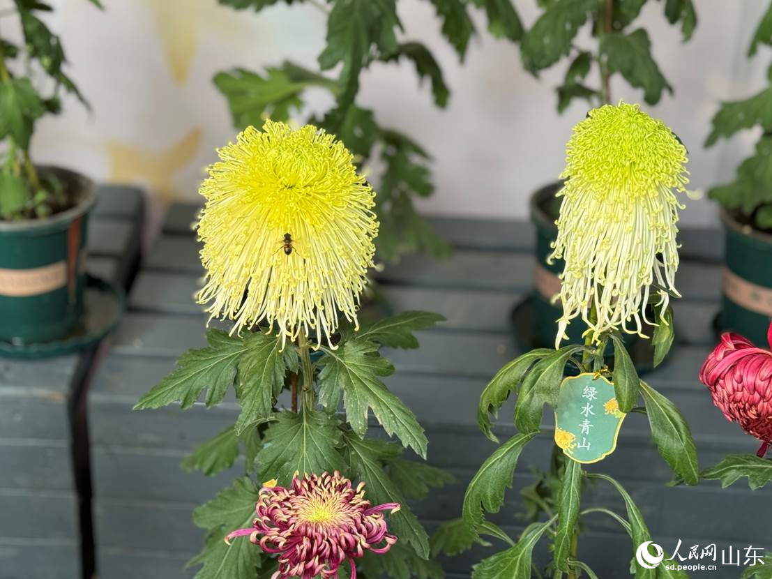 菊香惹蜂来。人民网 庄润泽摄