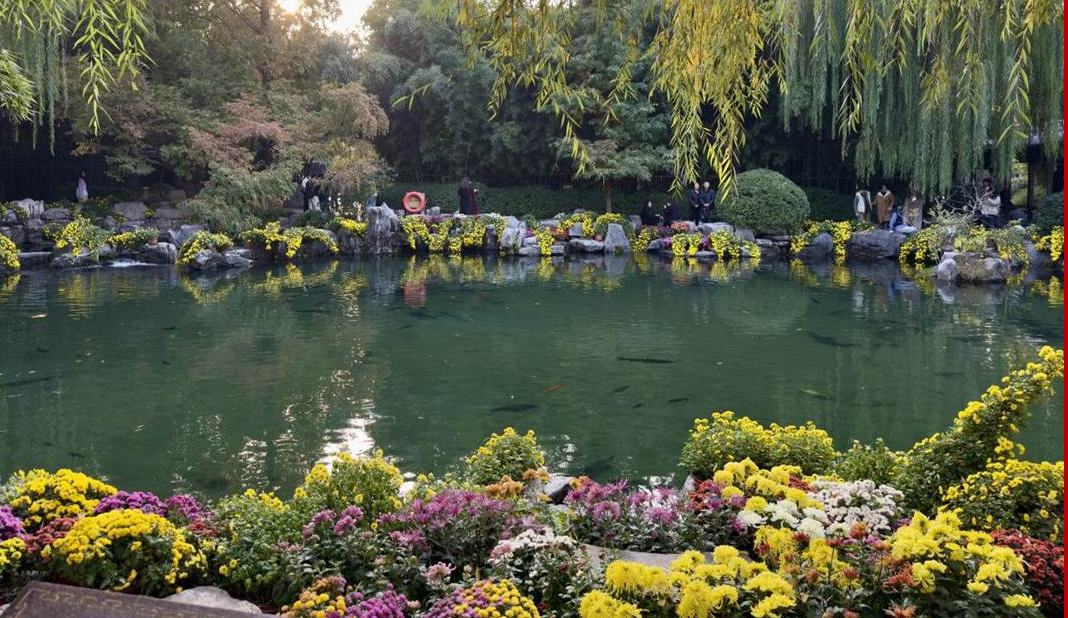  泉映菊韵正当时 