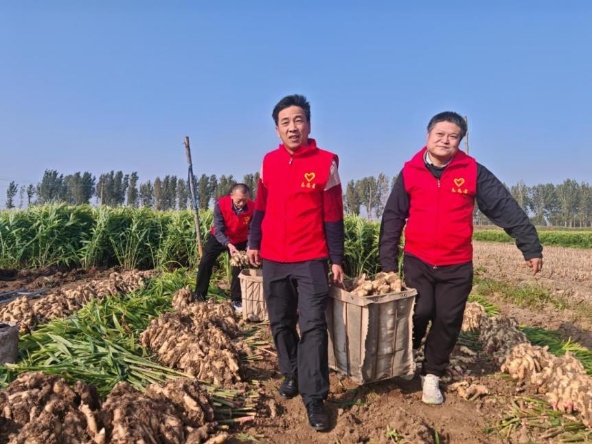 图为志愿者帮助零售客户抢收大姜